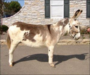 Click here to enlarge this picture.