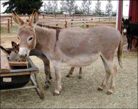 Windcrest Pink Parfait