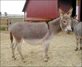 Windcrest Pink Parfait