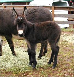 Click here to enlarge this picture.