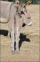 Click here to enlarge this picture.