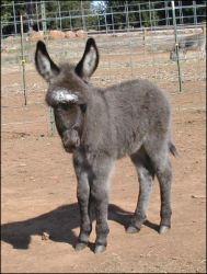 Click here to enlarge this picture.