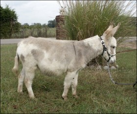 Click here to enlarge this picture.