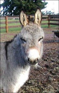 Click on photo to enlarge