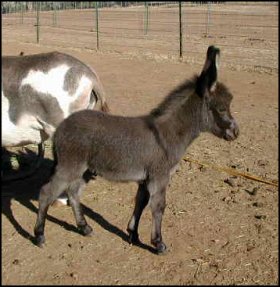 Click here to enlarge this picture.