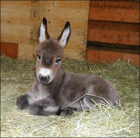 Rosa-Lea at one week of age