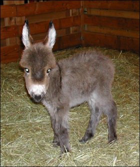 Click here to enlarge this picture.