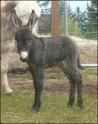 Click photo to enlarge image