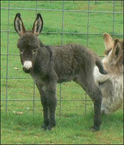 Click photo to enlarge image