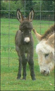 Click photo to enlarge image