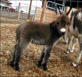 Rosa-Lea Dawn at 2 weeks of age