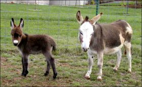 Rosa-Lea Dawn at 2 weeks of age with her dam, Satain Slippers