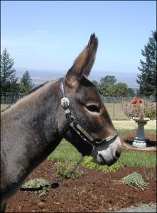 Click here to enlarge this picture.