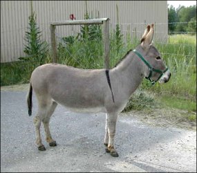 Click here to enlarge this picture.