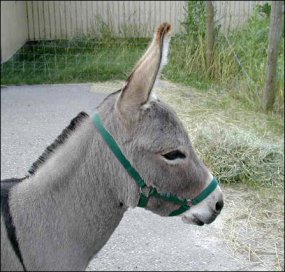 Click here to enlarge this picture.