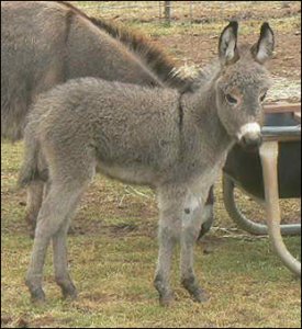 Click here to enlarge this picture.