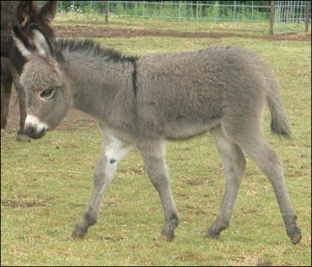 Click here to enlarge this picture.