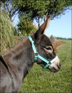 Click here to enlarge this picture.