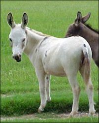 Click here to enlarge this picture.