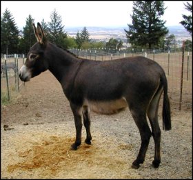 Click here to enlarge this picture.